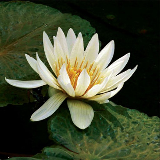 lotus flower of reiki master for living offering in person or distance healing and classes in all levels with marianne streich reiki master in seattle wa area