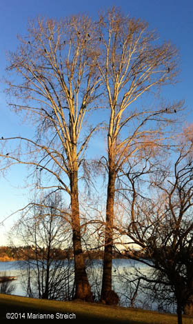 tall trees at greenlake on a fall day show how to navigate lifes changes explore healing with marianne streich reiki master teacher practitioner classes seattle wa